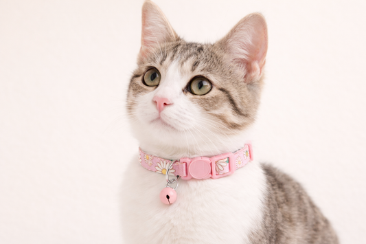 Daisy Print Cat Collar with Bell